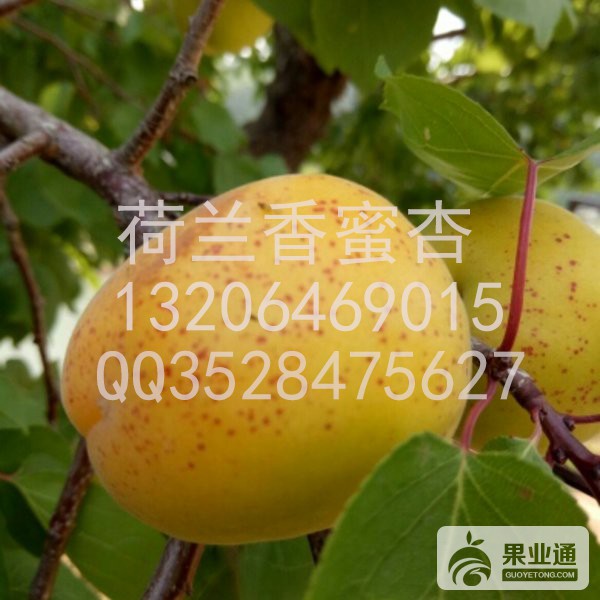 微信图片_201706211528471.jpg