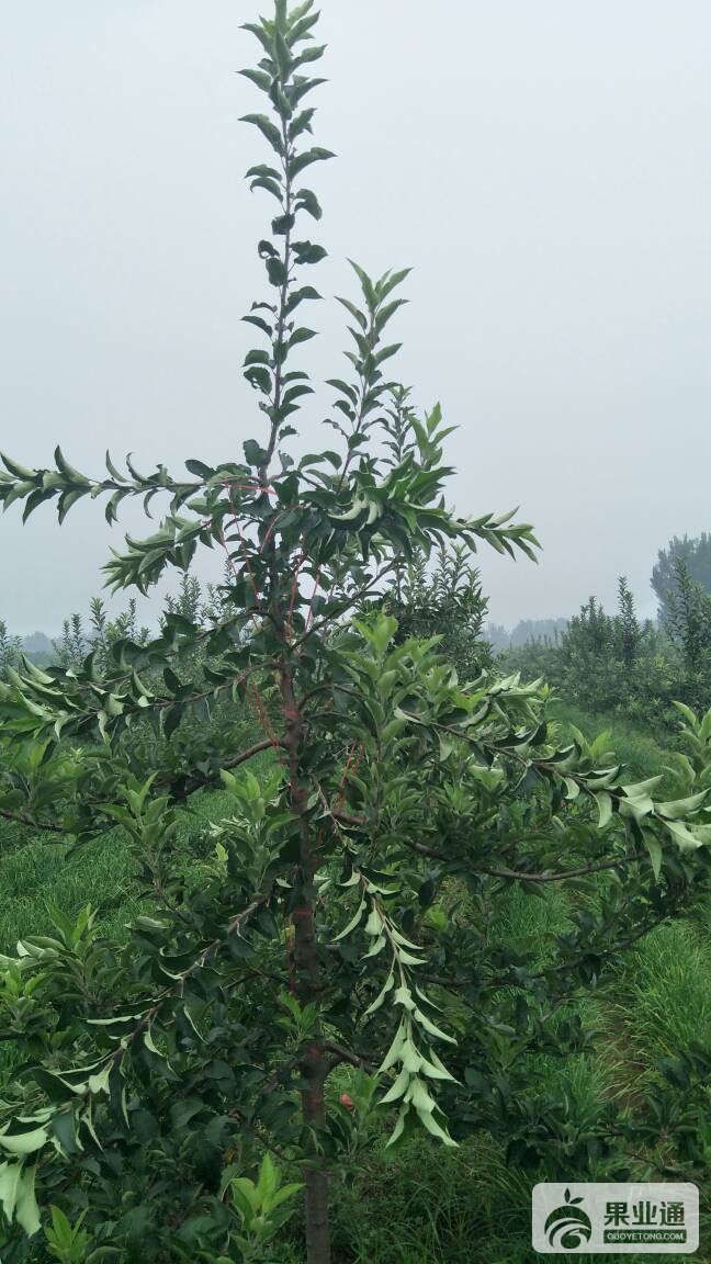 095956dz11vzvul1hvlbm2.jpg