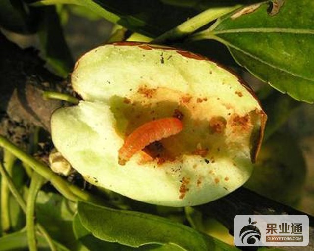 枣树主要虫害及其防治措施