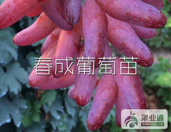 葡萄苗