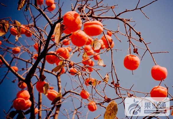 164712px77j1tdih7efxe1.jpg