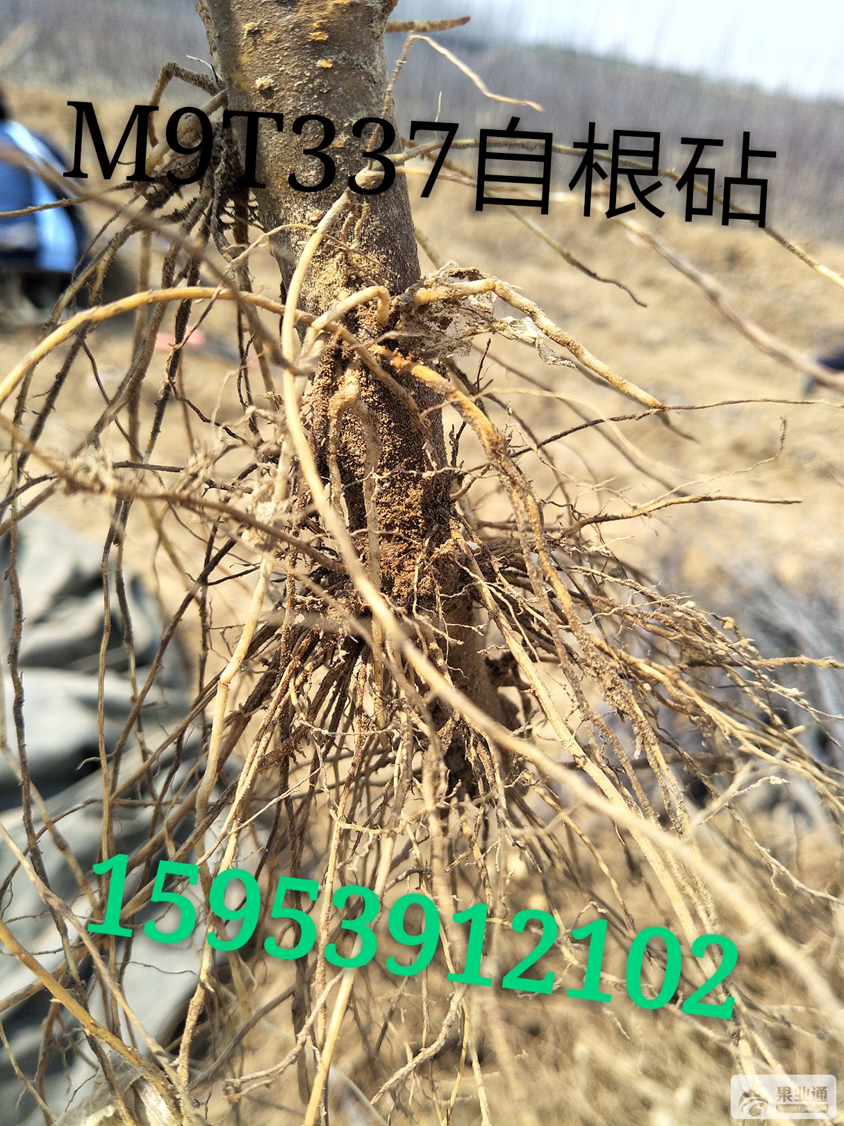 自根砧维纳斯黄金苹果苗