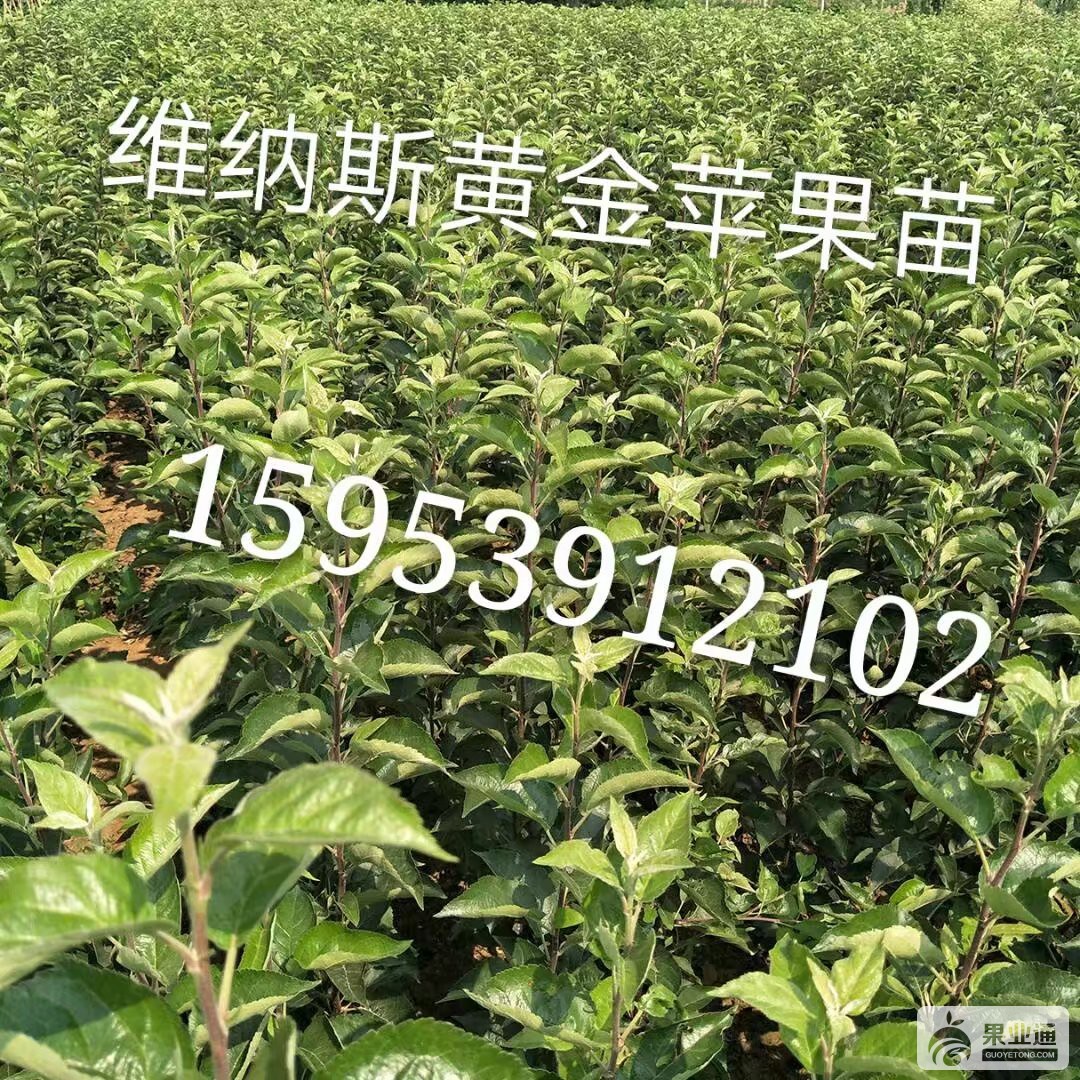 维纳斯黄金苹果苗