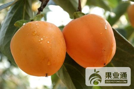 甜柿苗