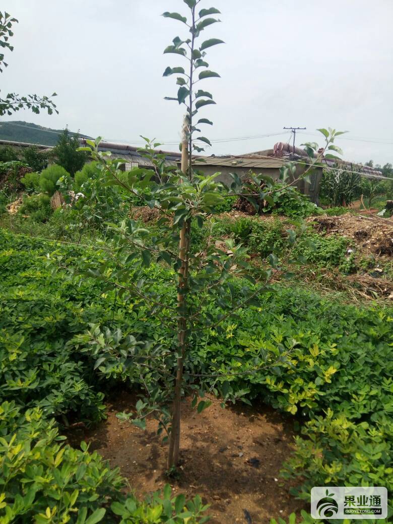 120909fbr95402vbrkgrnk.jpg