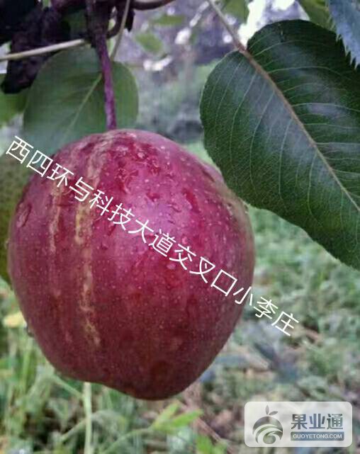 112826wr7ff2glef2igcft.jpg