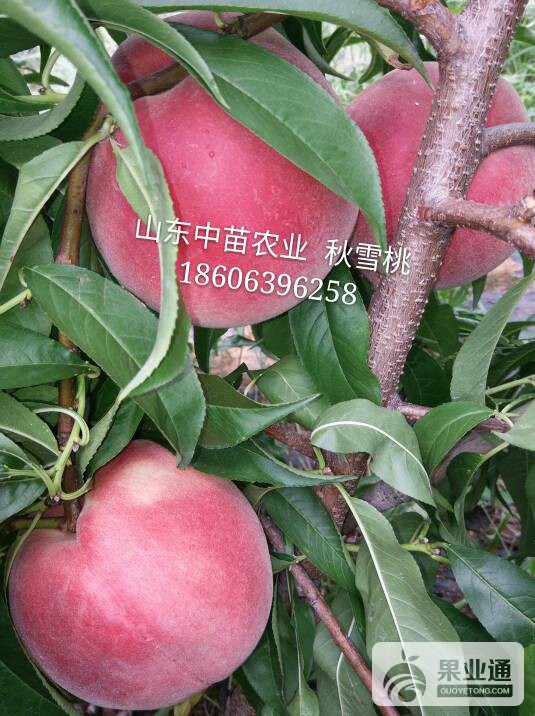202751bipy811azl31cb8z.jpg