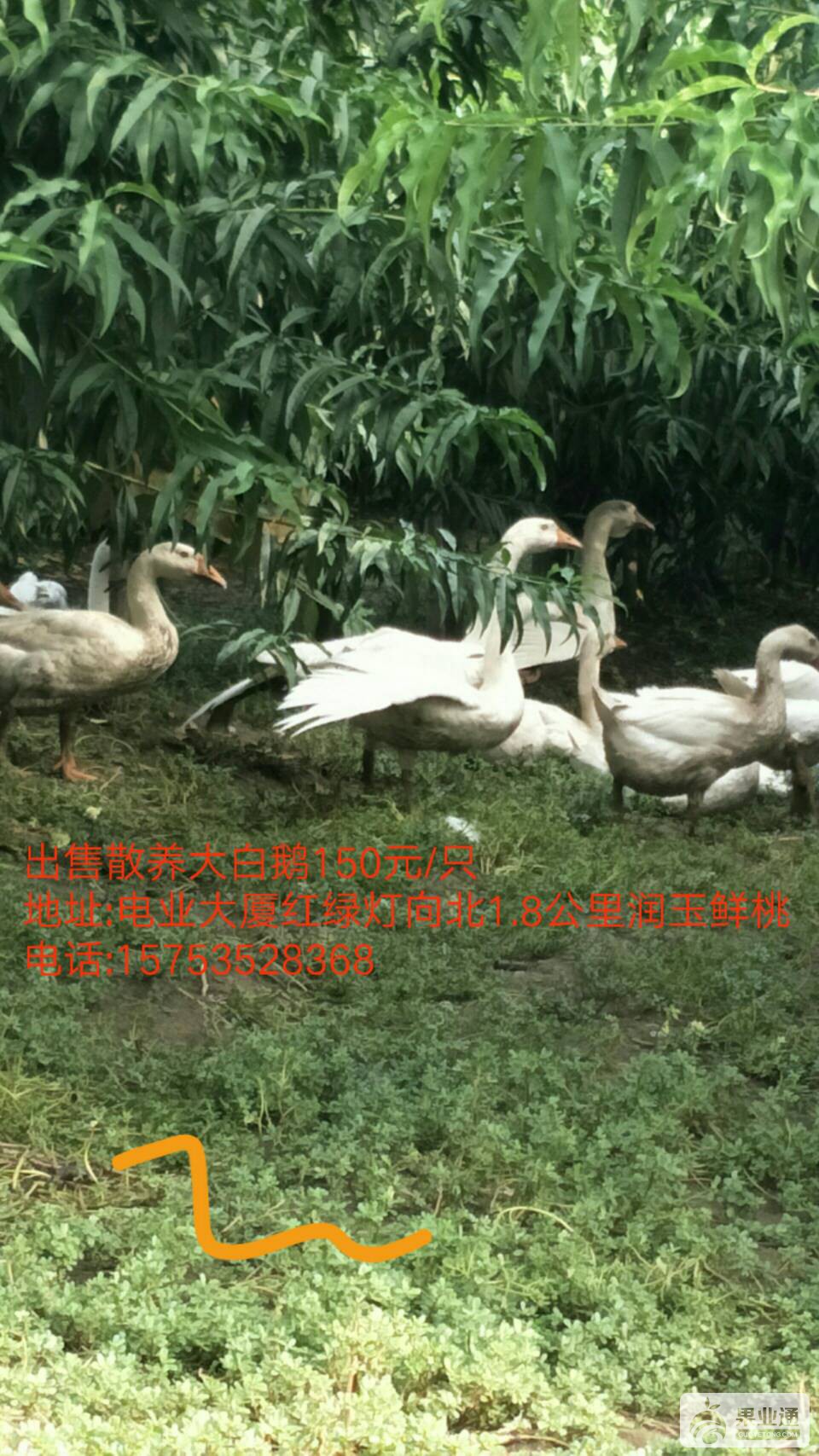 140556qgztqmzlf6qvmbof.jpg