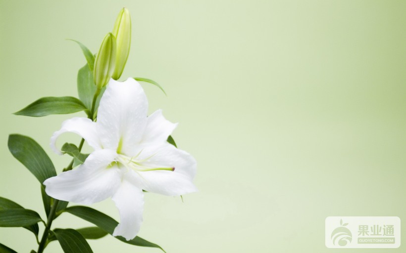 lily-002.jpg