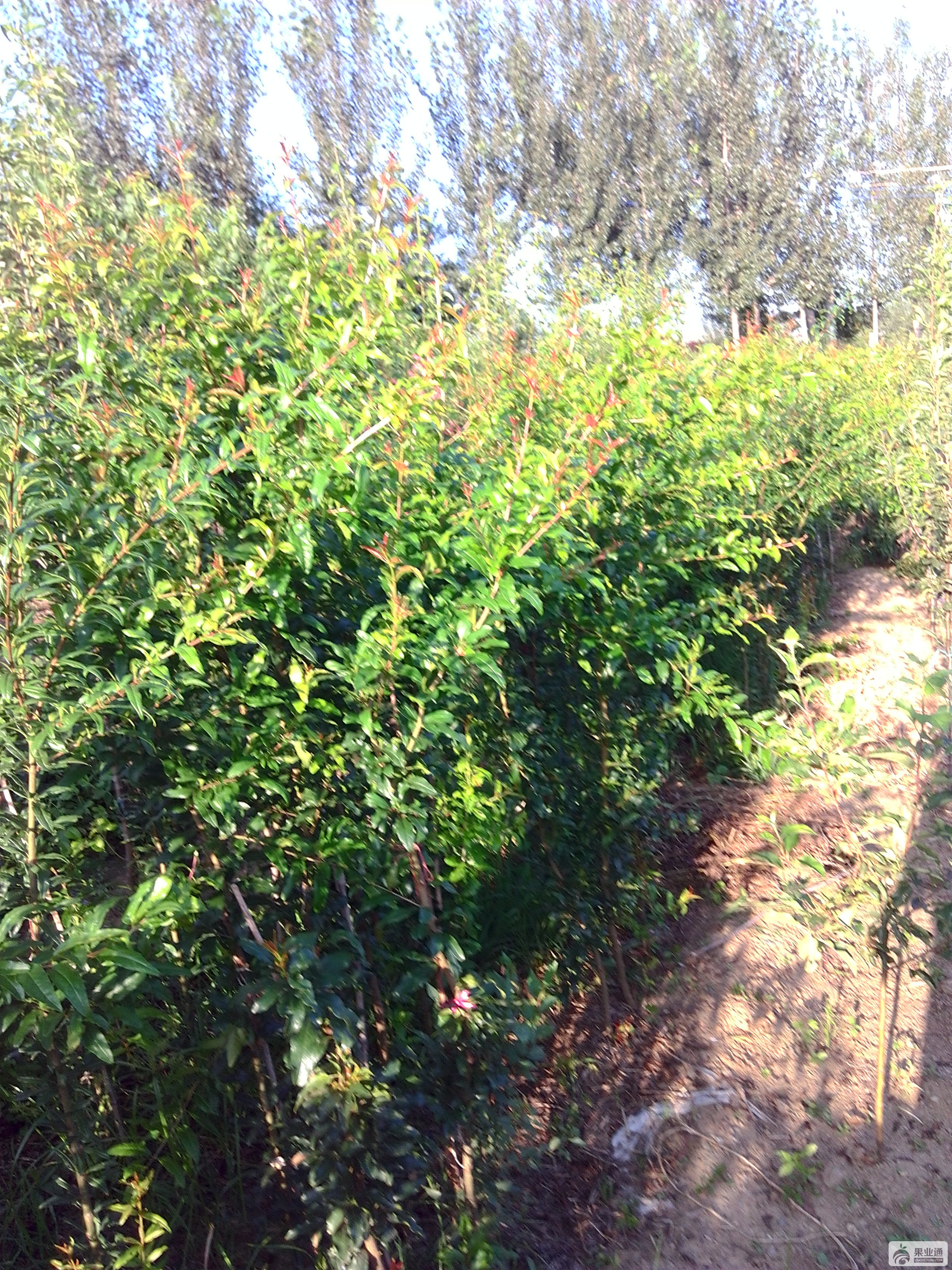 IMG_20170831_165551.jpg