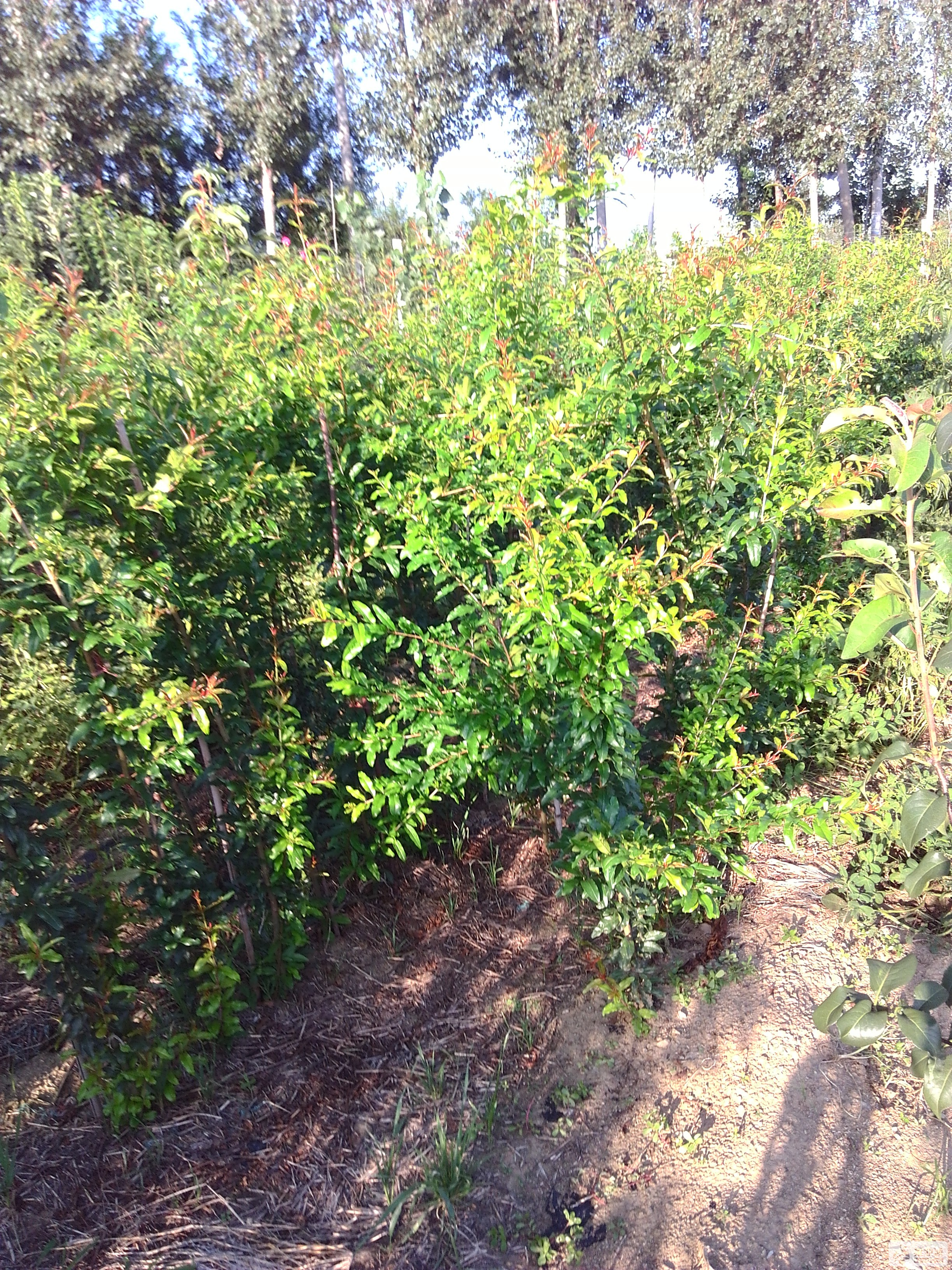 IMG_20170831_165624.jpg