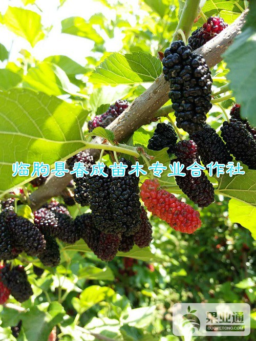 果桑苗