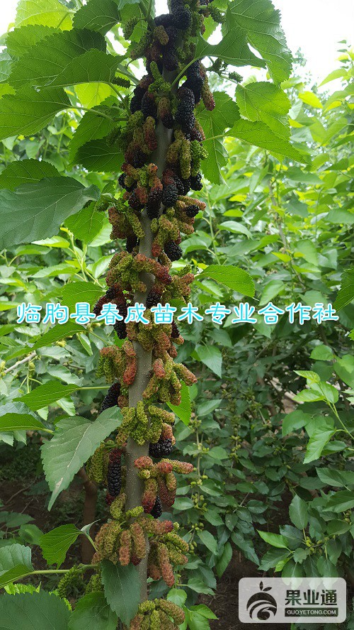 果桑树苗