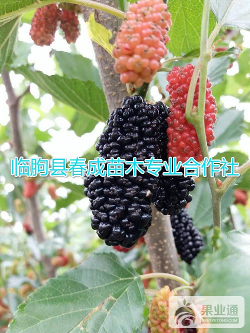 桑葚苗