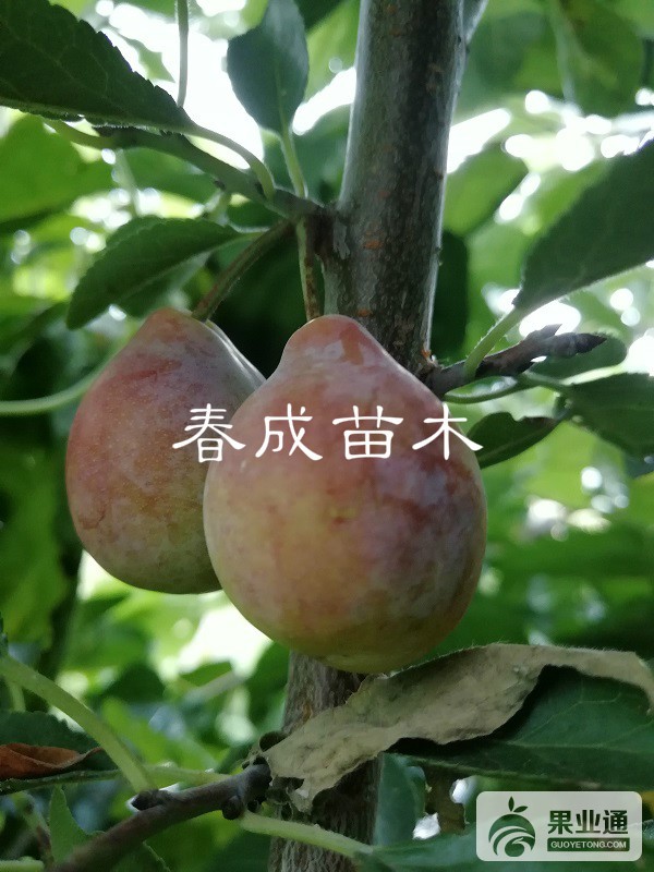 西梅苗