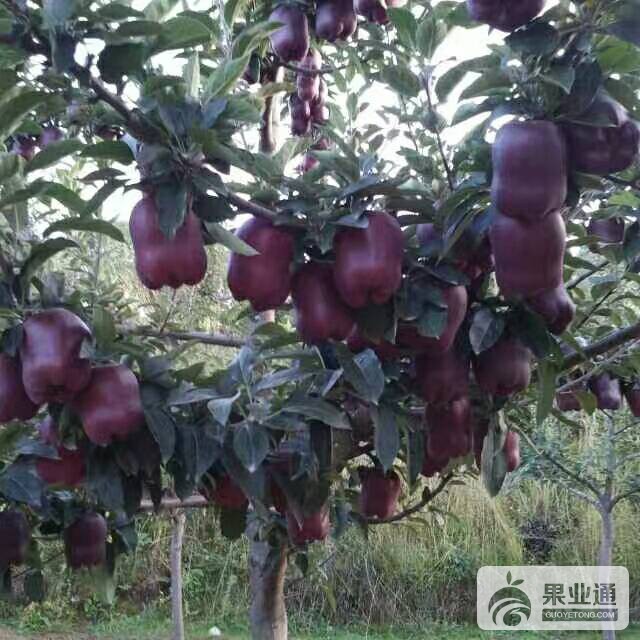 123757gk660vhajjhzrok8.jpg