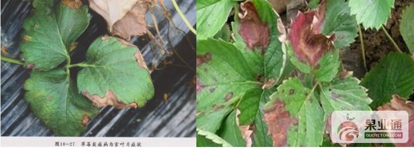 草莓2.jpg