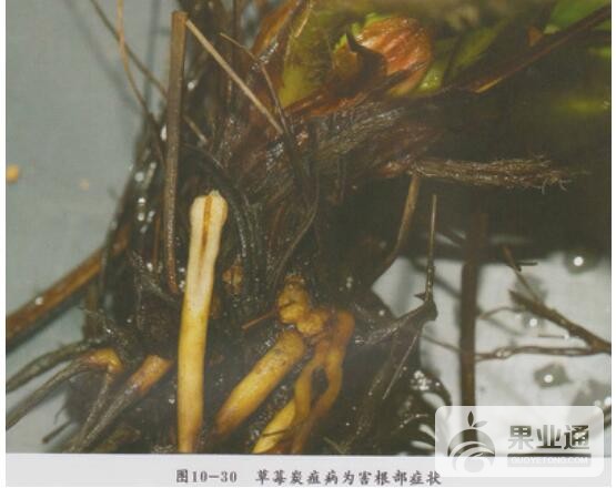 草莓3.jpg