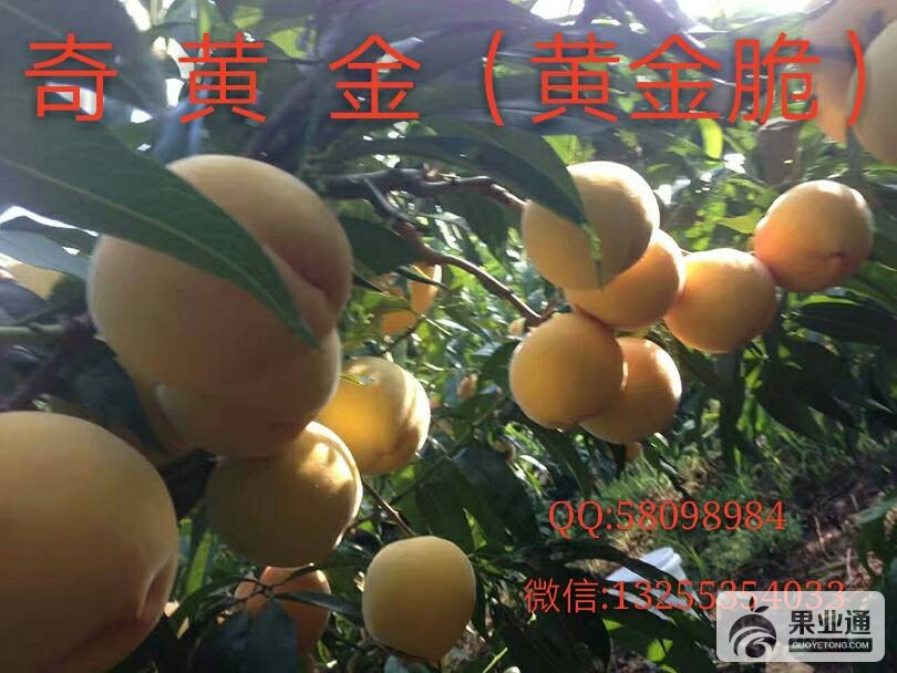 165522xpquvv26fvv8vnmn.jpg