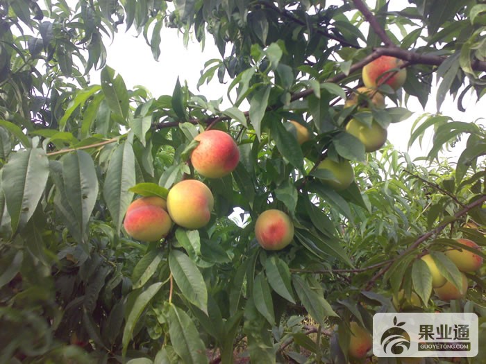 2010070515230071.jpg