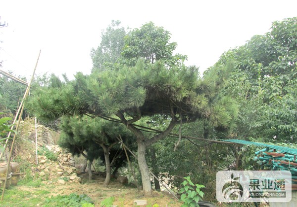 泰山黑松3.jpg