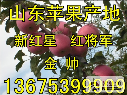 红星苹果136-11.jpg