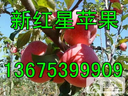 红星苹果136-10.jpg