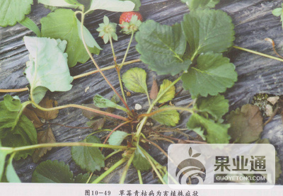 图片1草莓.png