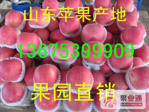 山东苹果136-09.jpg