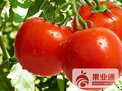 图1 番茄美图.jpg