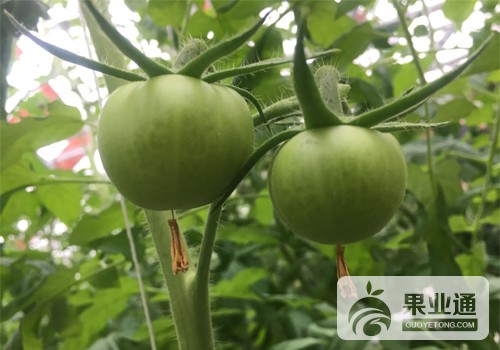 熊蜂授粉番茄.jpg