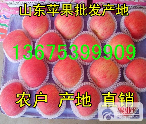 山东苹果136-07.jpg