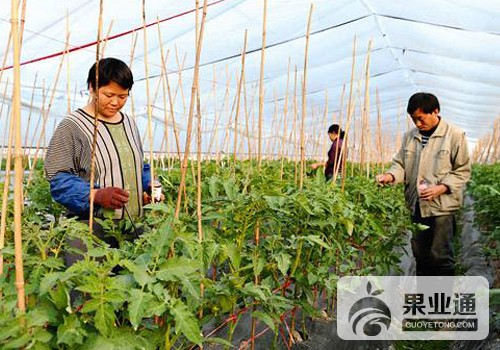 2017.11.8 人工点花 1.jpg
