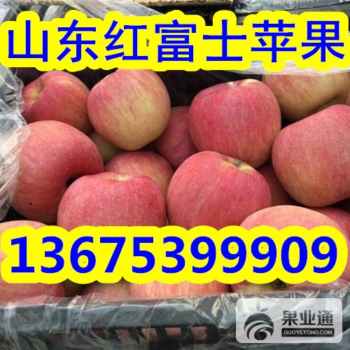 山东苹果136-29.jpg