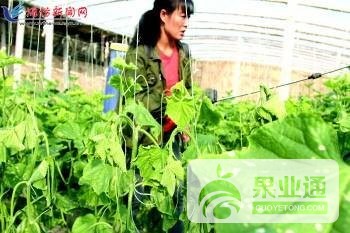 黄瓜叶蔫.jpg