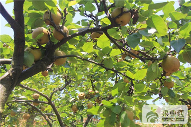 xinhua_sc_yibin20147241721536305963.jpg