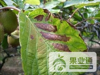 猕猴桃灰霉病图片.jpg