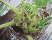 草莓芽枯病.jpg