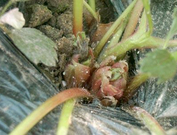 草莓芽枯病1.jpg