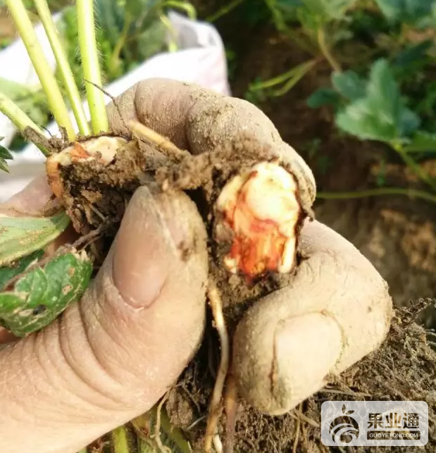 草莓根腐病3.png