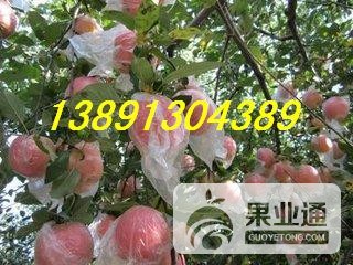 苹果-红富士苹果树上1.JPG