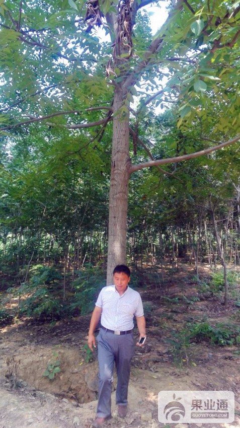 4-美国黑核桃速生型大树.jpg