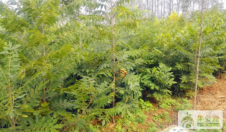 2-美国山核桃嫁接苗-200.jpg