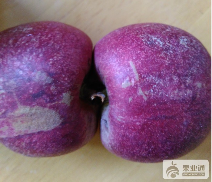 黑桃苗