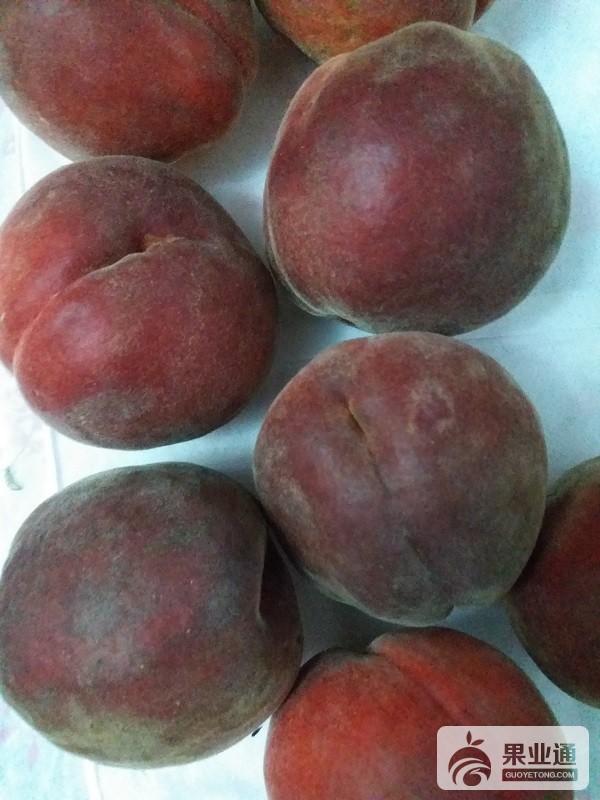 黑桃苗