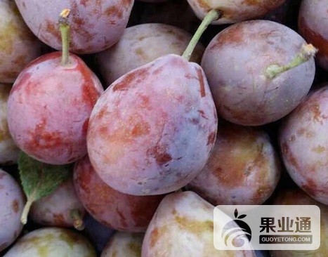 西梅苗