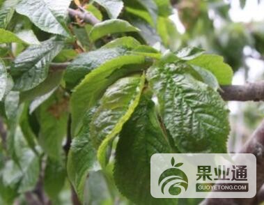 樱桃病毒病333.jpg