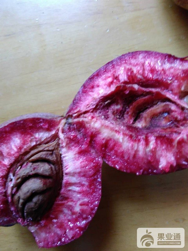 黑桃苗