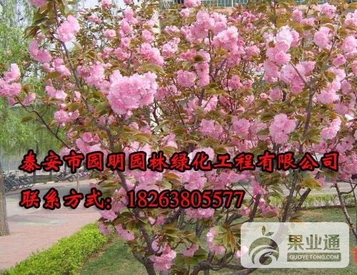 圆明园林.jpg
