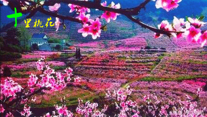 t01fd4728b80a43fb23_副本.gif
